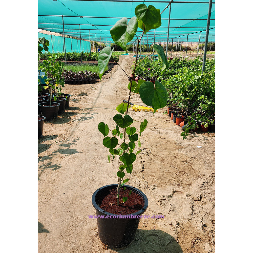 Hibiscus  tiliaceus 70cm - 90cm