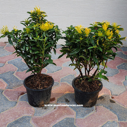 Ixora Chinensis Yellow 30cm