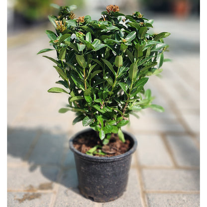 Ixora Chinanses Orange Flower V13