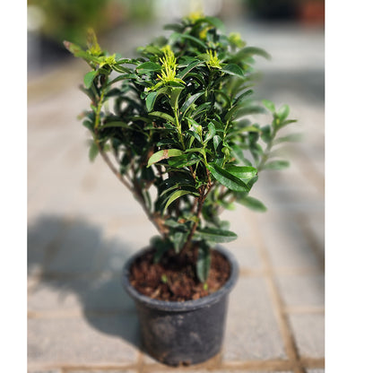 Ixora Chinensis Yellow 30cm