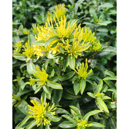 Ixora Chinensis Yellow 30cm