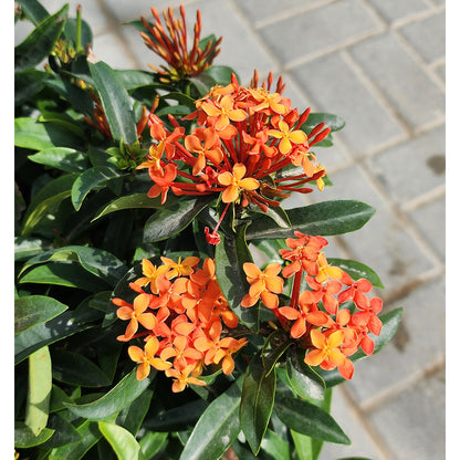 Ixora Chinanses orange 6L