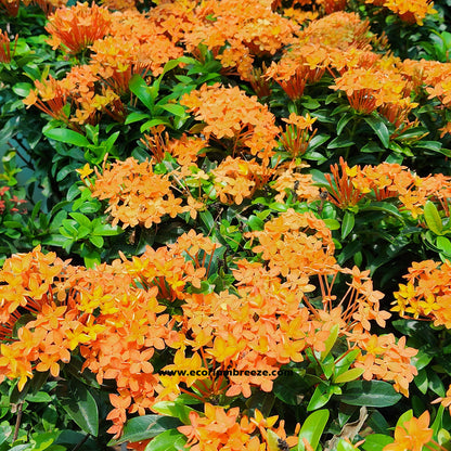 Ixora Chinanses orange 6L