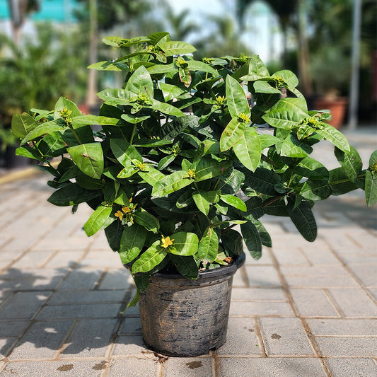 Ixora Coccinea Yellow 40cm - 50cm