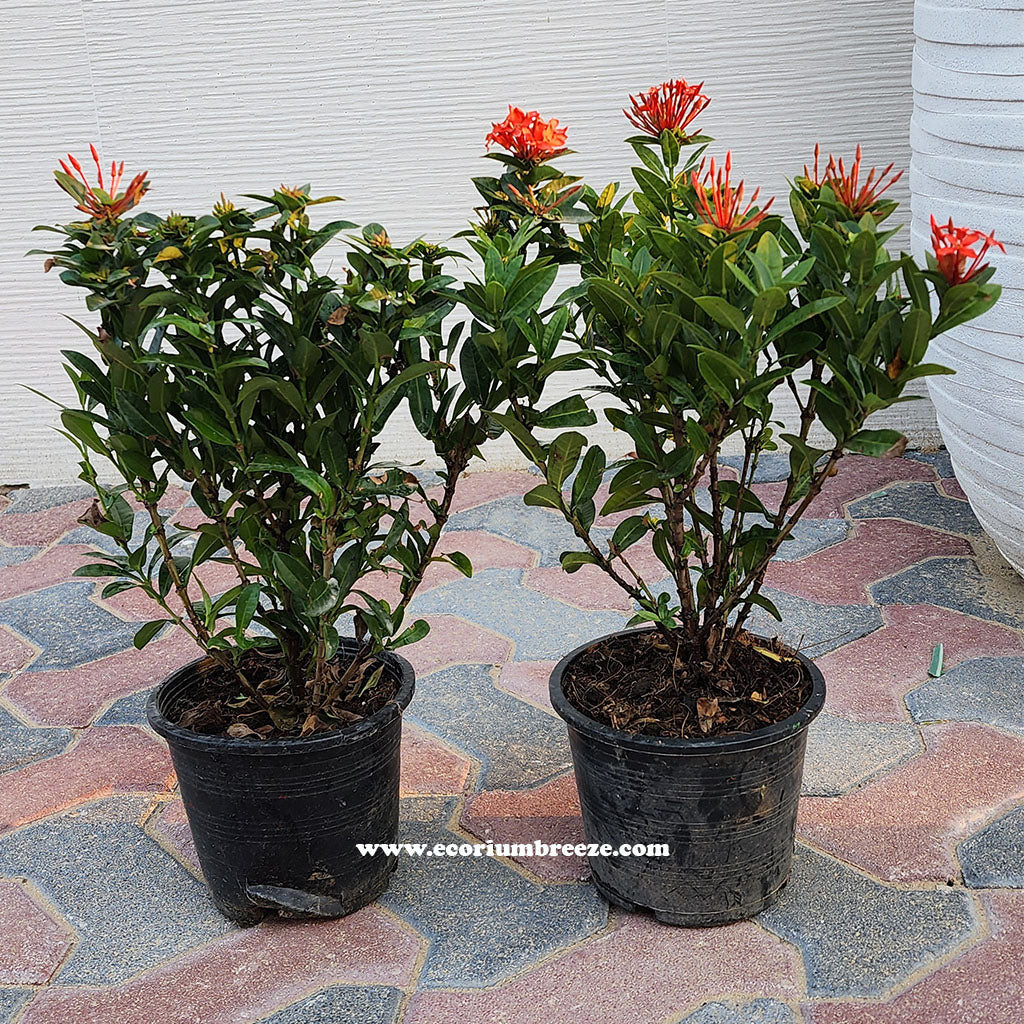 Ixora Chinanses Orange Flower V13