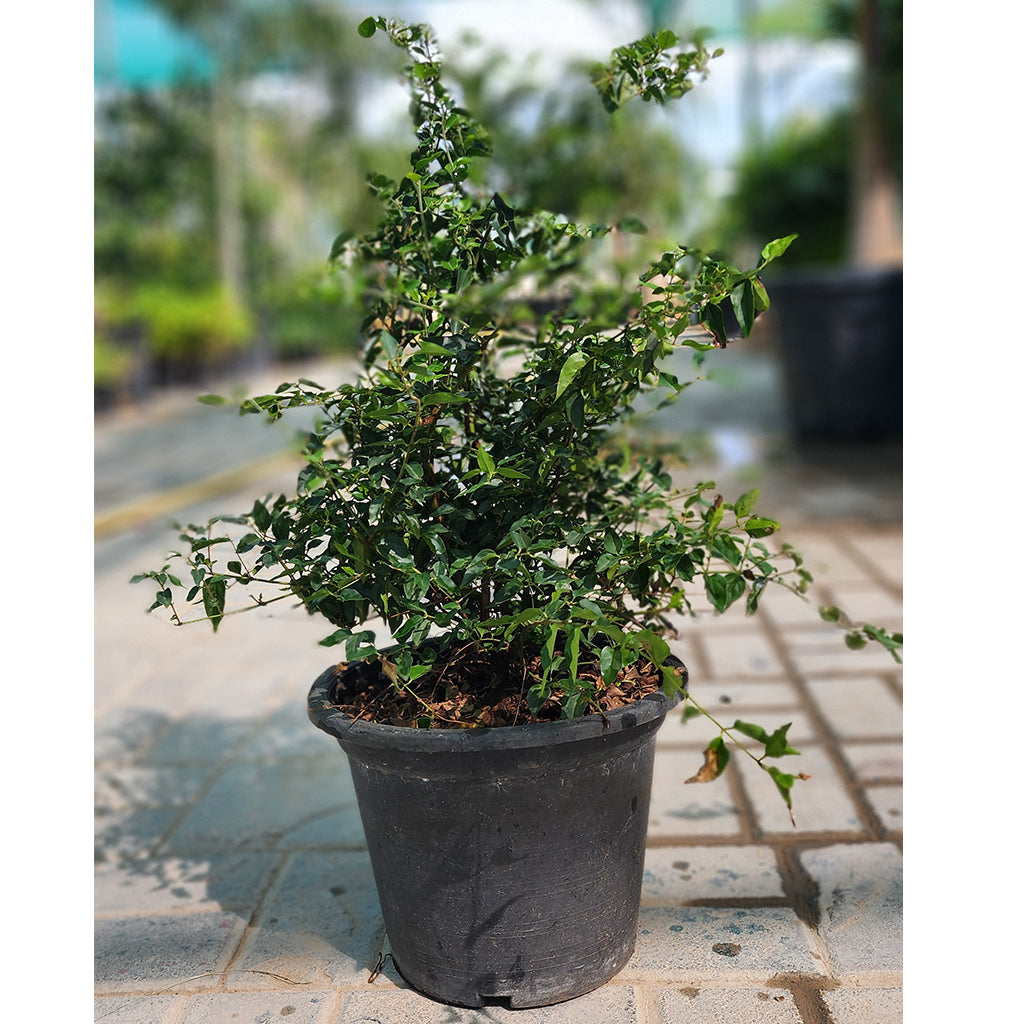 Jasmine Nitidum Thai 40cm - 50cm