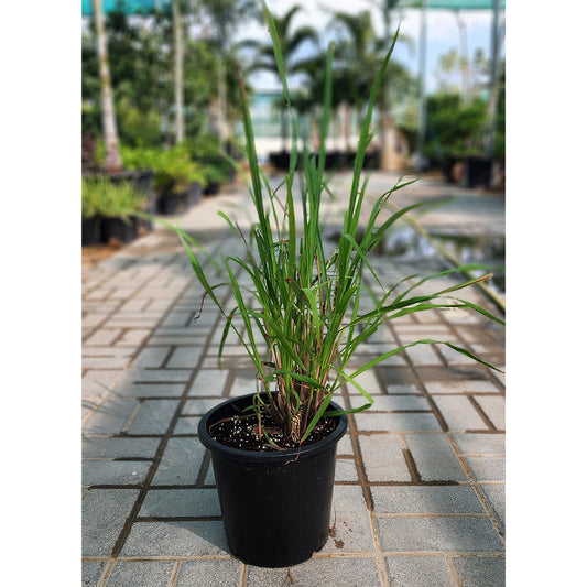 Lemon Grass Plant 6L