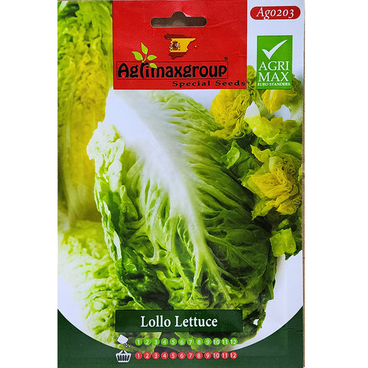 Lollo Lettuce by agrimax Dubai