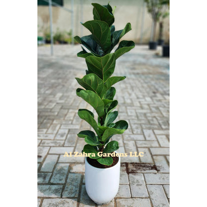 Ficus Lyrata " Fiddle Leaf " 50cm -60cm