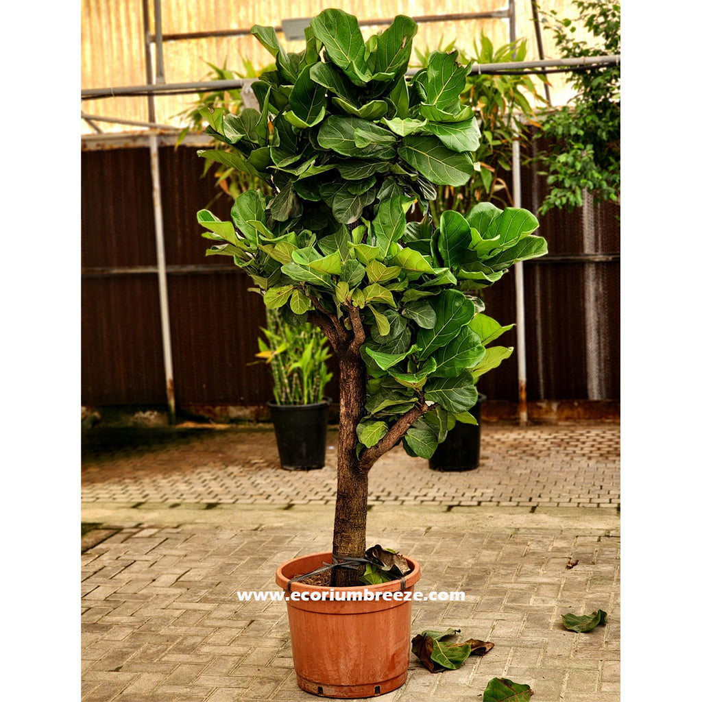 Ficus Lyrata " fiddle leaf " 250cm