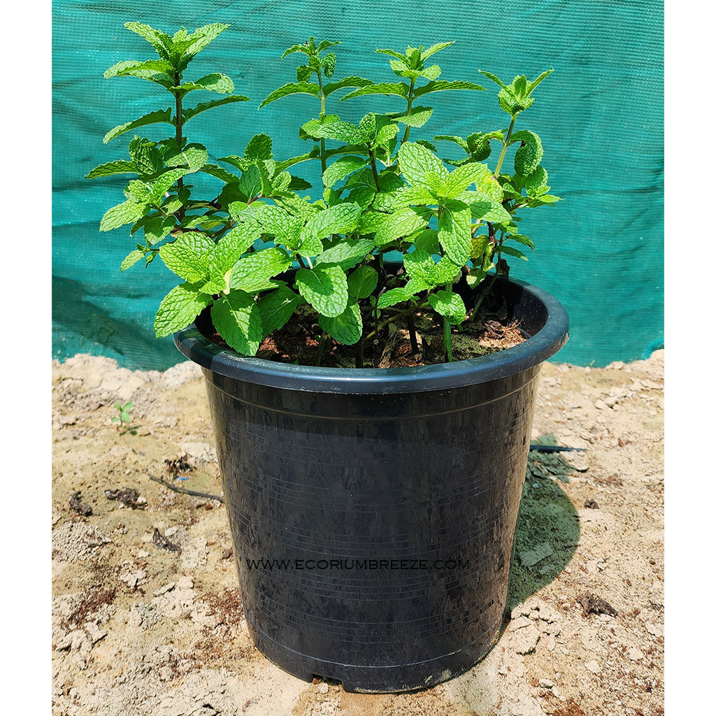 Mint Herb Plant Organic Dubai