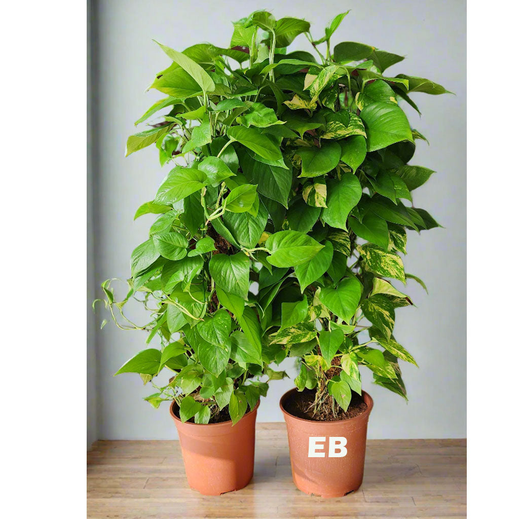 Pack of 2 Money Plant Twins 120cm