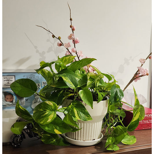 Money Plant with ceramic pot