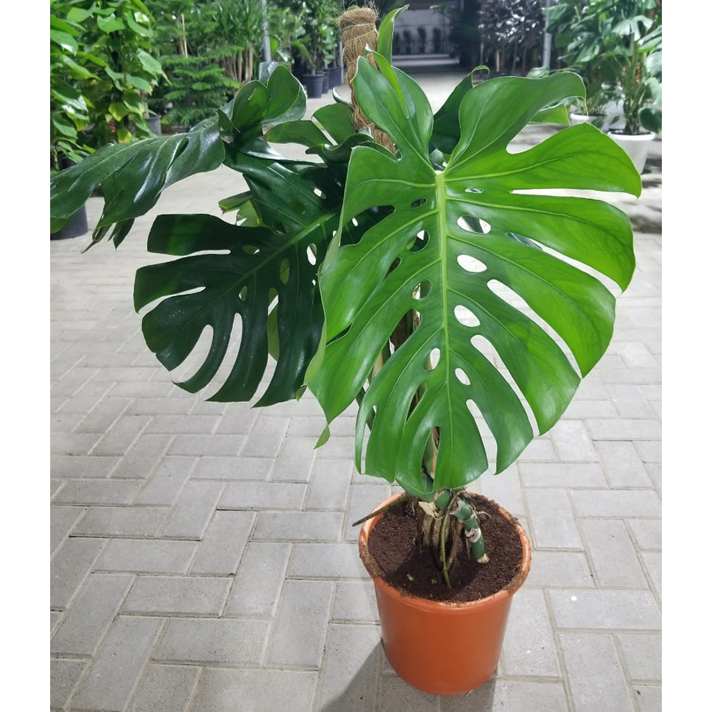 Monstera Deliciosa 90cm