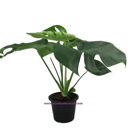 Monstera Deliciosa P26