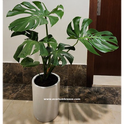 Monstera Deliciosa P26