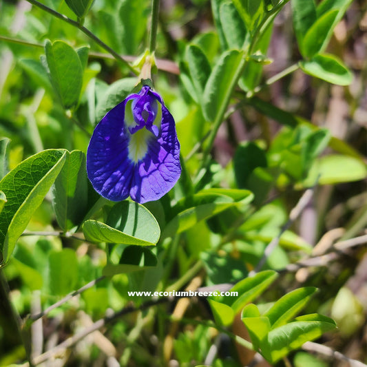 Clitoria Ternatea | Asian Pigeonwings " Butterfly Pea " 40cm -50cm