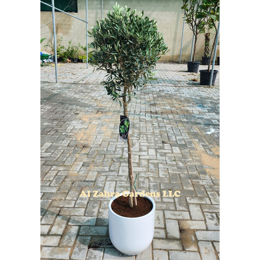 Olive Tree With Ceramic Pot 130cm - 140cm