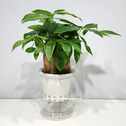 Pachira Aqua Hydro indoor plant 25cm - 35cm Dubai