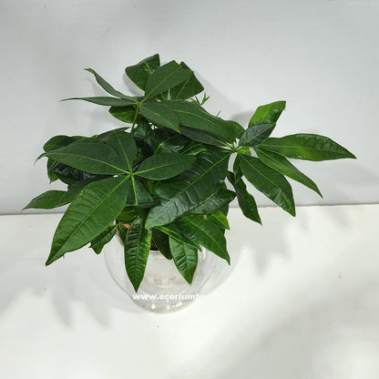 Pachira Aqua Hydro indoor plant 25cm - 35cm Dubai