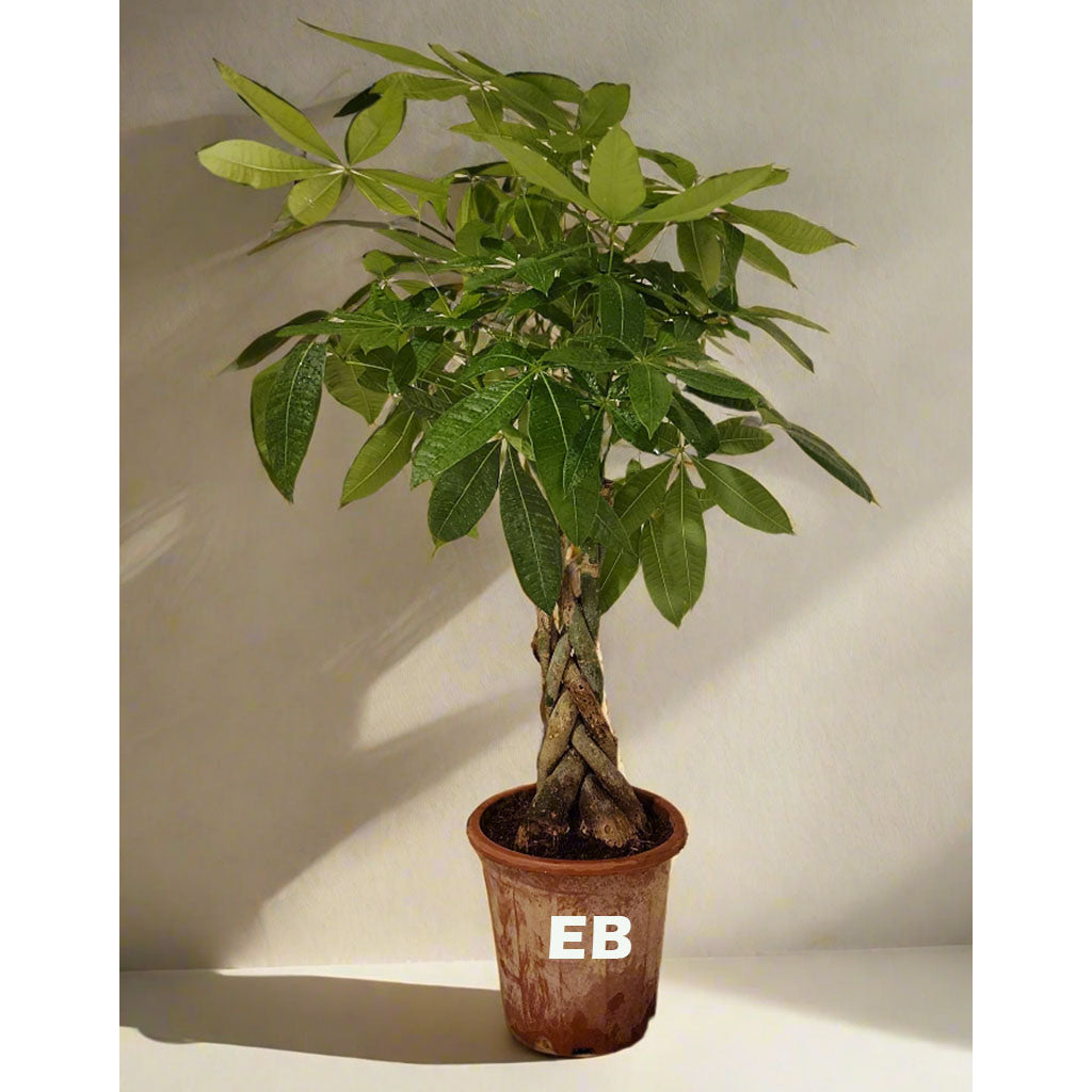 Pachira Twisted lucky money tree 120cm