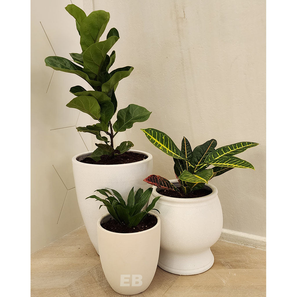 Pack of 3 airpurifying plants, croton, ficus lyrata, compacta