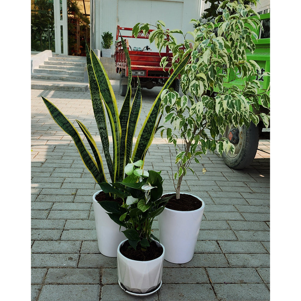 Pack Of 3 Indoor Plant " snake plant , anthurium , ficus starlight " 