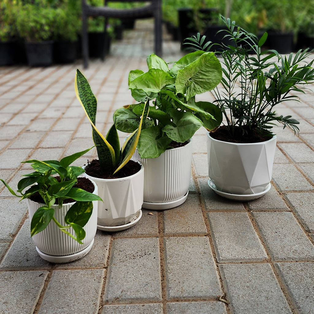 Pack Of 4 airpurifier indoor plants