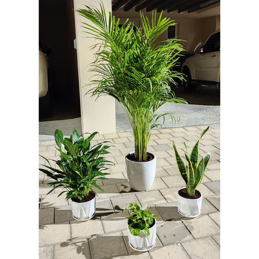 Pack Of 4 Best indoor Plants Areca Palm, peacelily, money plant, snake plant