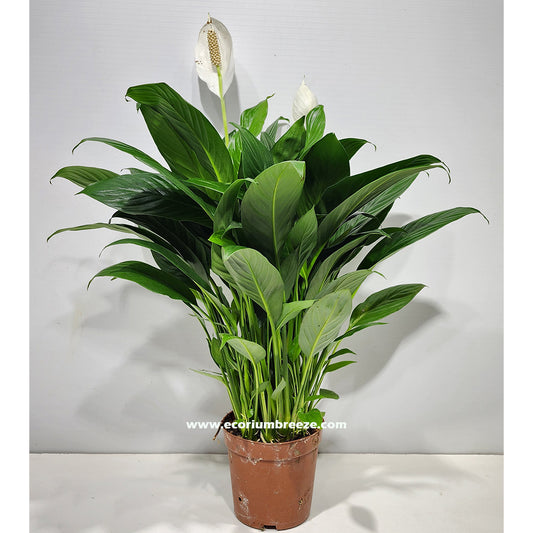 Peacelily | Spathiphyllum Plant 50cm - 60cm Dubai