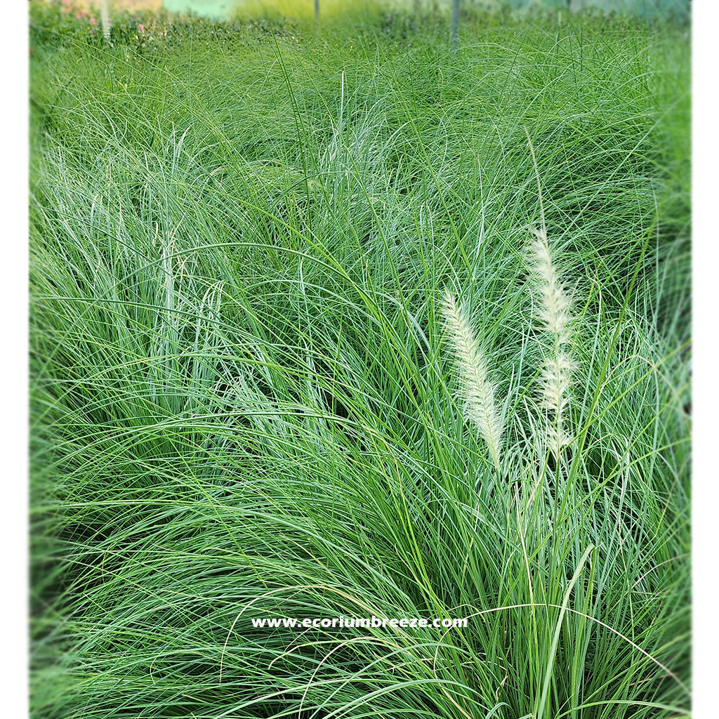 Pennisetum Grass Green " Pennisetum Setaceum "