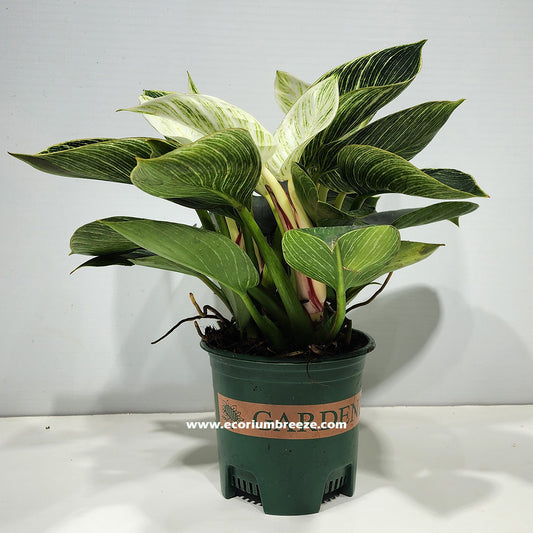 Philodendron Birkin 25cm - 35cm Dubai