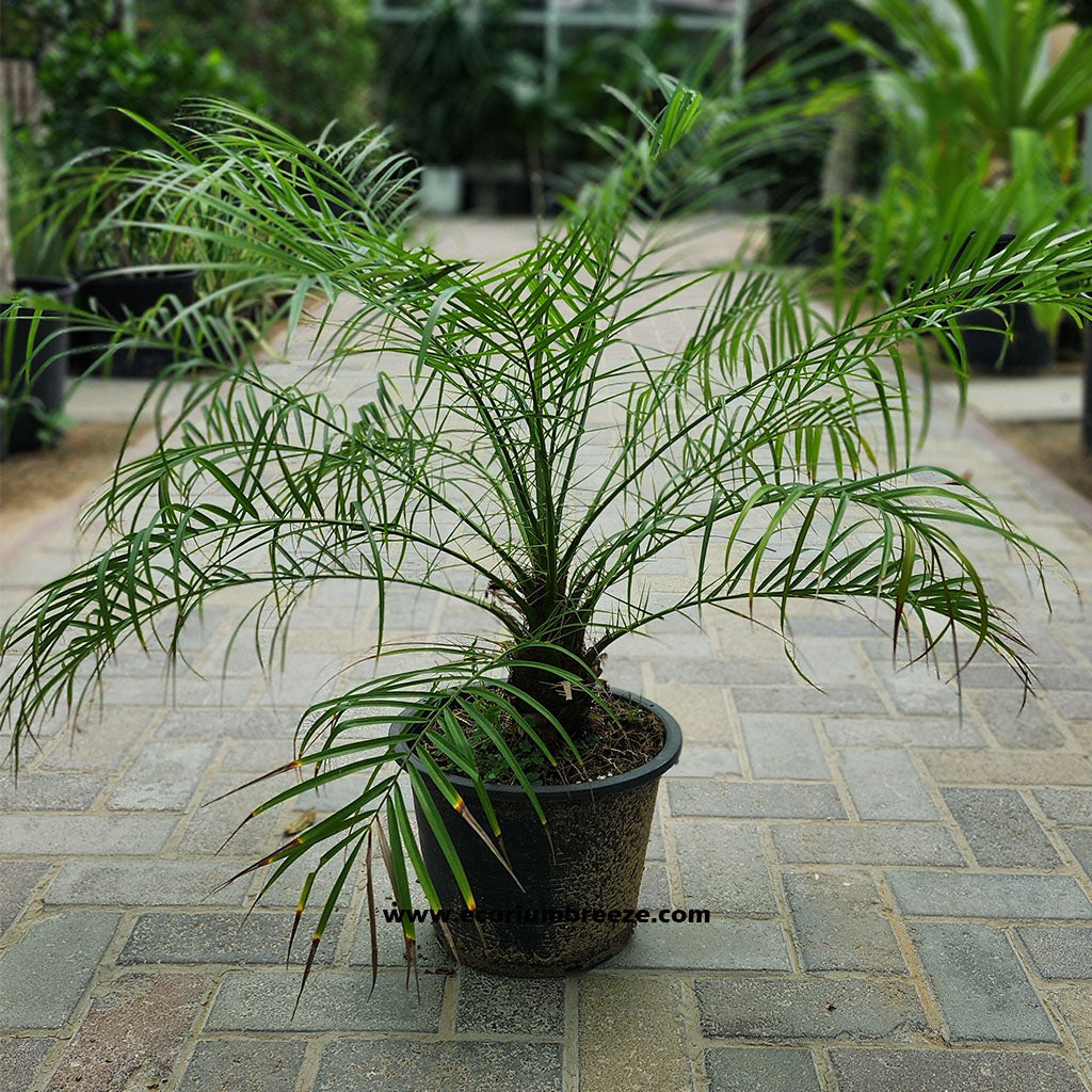 Phoenix Roebelenii " Pygmy Date Palm 80cm "