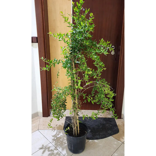 Pomegranate Fruit Plant 130cm