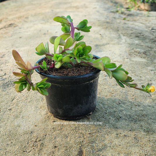 Portulaca Purslane Single petel