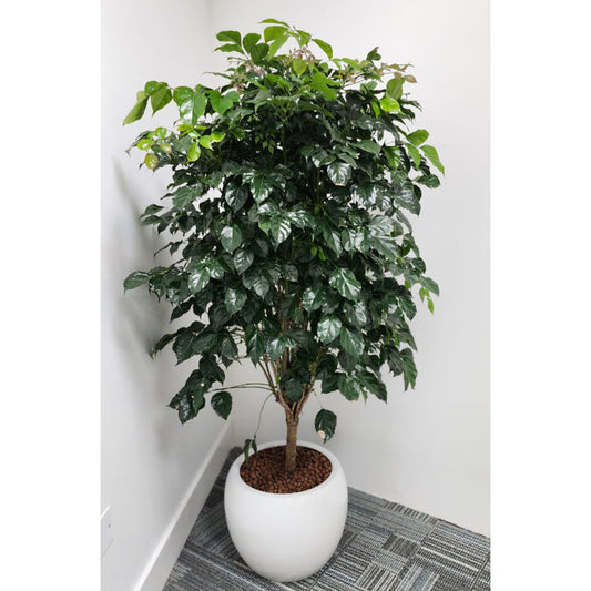 Radermachera Sinica " China Doll Plant " 140cm