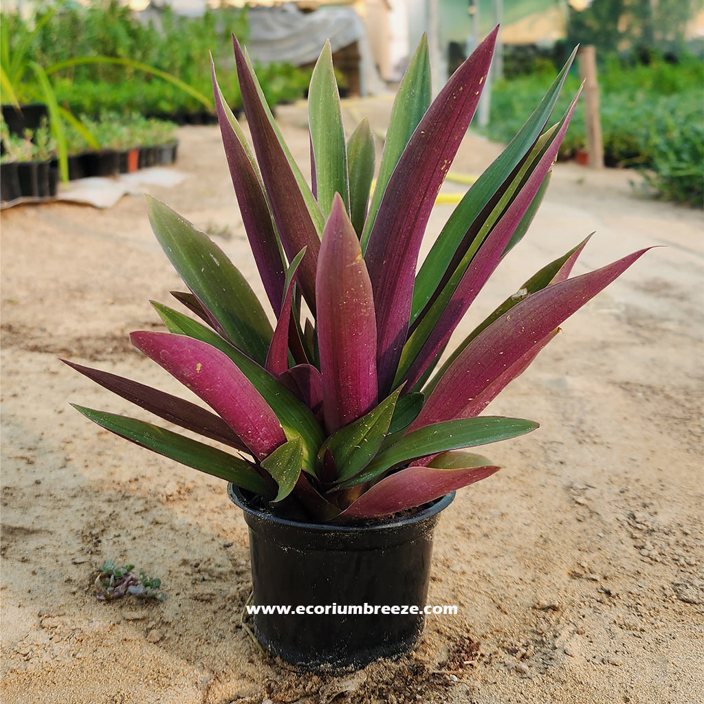 Rhoeo Discolor " moses in the cradle 20cm