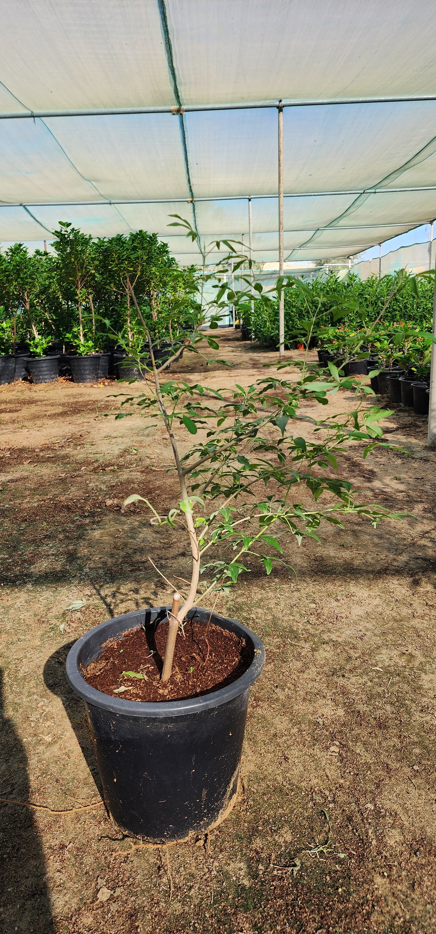 Vitex Agnus Castus " Chaste Tree " 40cm