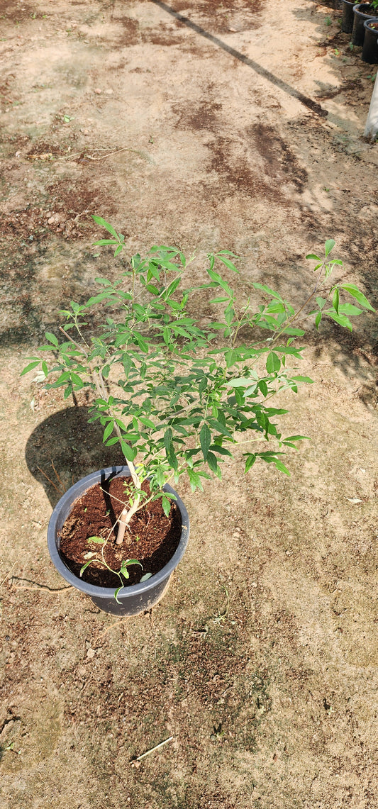 Vitex Agnus Castus " Chaste Tree " 40cm