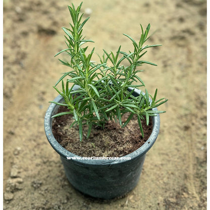 Rosemary Herb Plant