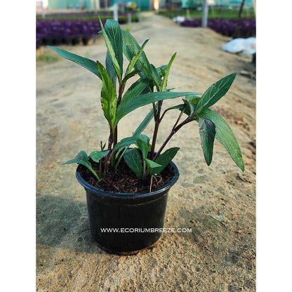 Ruellia Purple flower plant 15cm - 20cm