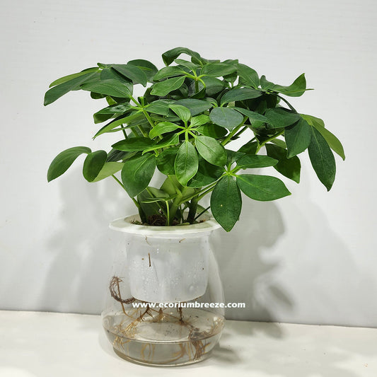 Schefflera Hydro 25cm - 30cm Dubai