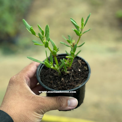 Sesevium portulacastrum ground cover