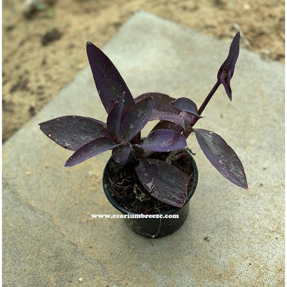 Setcreasea Purpurea | Purple Heart 10cm to 15cm