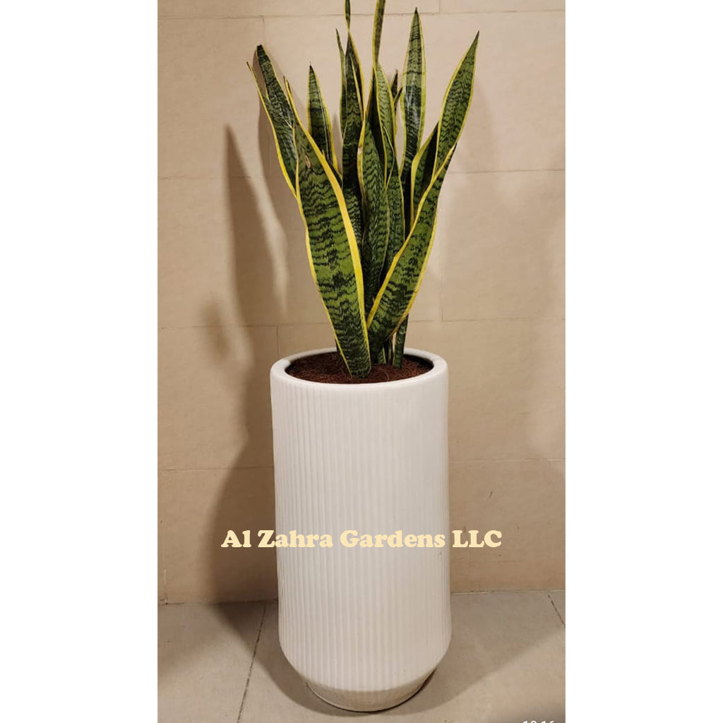 Dracaena Trifasciata with Ceramic Pot 110cm