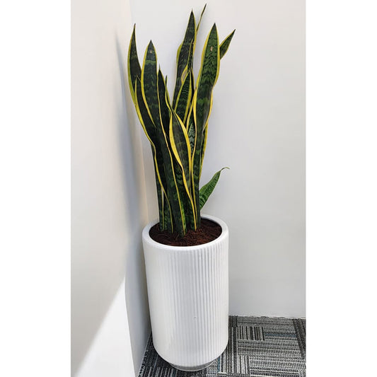 Snake Plant " Sunseveria Verigated with ceramic pot 110cm