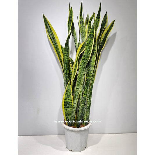 Dracaena Trifasciata | Snake Plant 80cm - 100cm Dubai