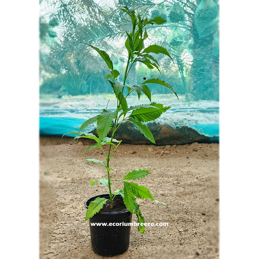 Tecoma Plant | Tecoma Stan Tree 40cm