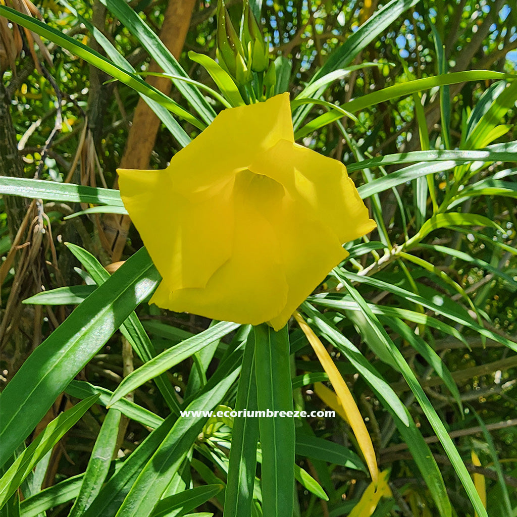 Cascabela Peruviana Thevetia Flowering Plant 60cm - 70 cm