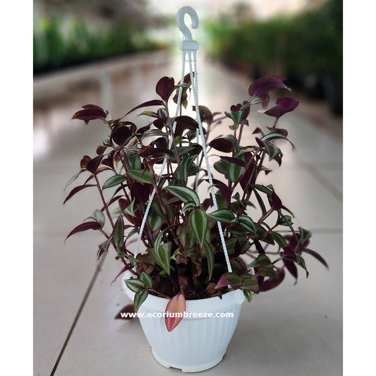 Tradescantia Zebrina Hanging indoor Dubai